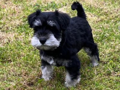 Adorable Black / Silver miniature Schnauzer puppies in Cavan – ready to Melt Your Heart!🐾🖤