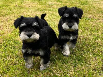 Adorable Black / Silver miniature Schnauzer puppies in Cavan – ready to Melt Your Heart!🐾🖤