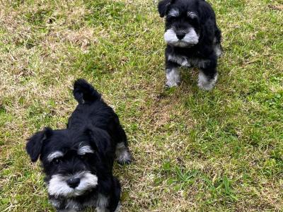 Adorable Black / Silver miniature Schnauzer puppies in Cavan – ready to Melt Your Heart!🐾🖤