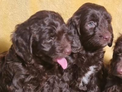 Stunning Chocolate Cockapoo puppies in Waterford