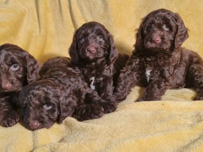 Minature Chocolate Cockapoo puppies in Waterford