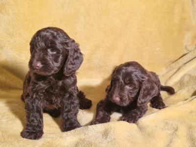 Minature Chocolate Cockapoo puppies in Waterford