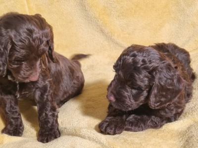 Minature Chocolate Cockapoo puppies in Waterford