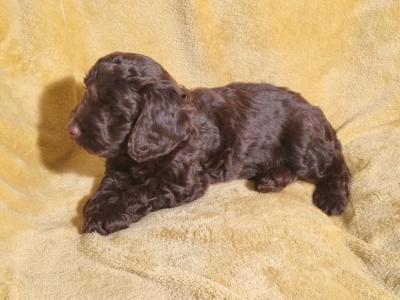 Minature Chocolate Cockapoo puppies in Waterford
