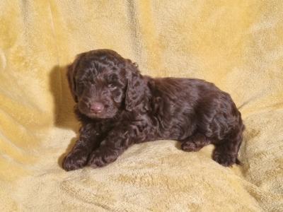 Minature Chocolate Cockapoo puppies in Waterford