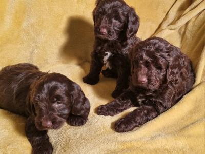 Minature Chocolate Cockapoo puppies in Waterford