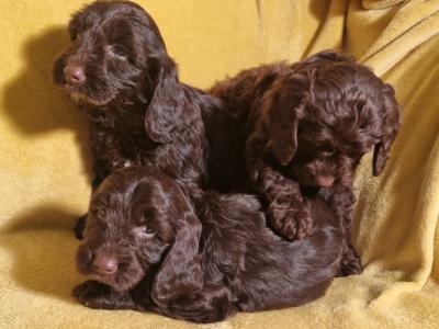 Minature Chocolate Cockapoo puppies in Waterford