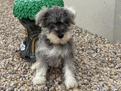 IKC Registered miniature Schnauzer puppies in Laois - 1 male left