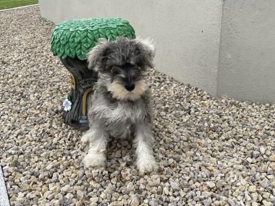 IKC Registered miniature Schnauzer puppies in Laois - 1 male left