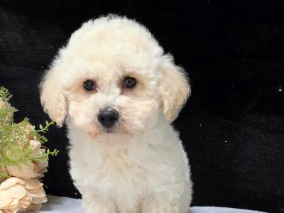 Poochon puppies in Limerick