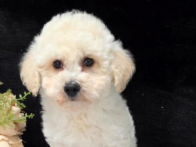 Poochon puppies in Limerick
