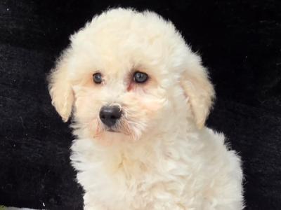 Poochon puppies in Limerick