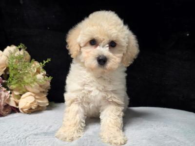 Poochon puppies in Limerick