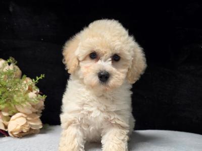 Poochon puppies in Limerick