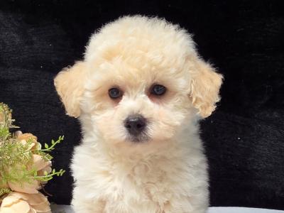 Poochon puppies in Limerick