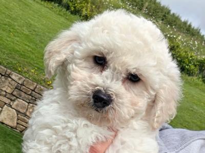 Poochon puppies in Limerick