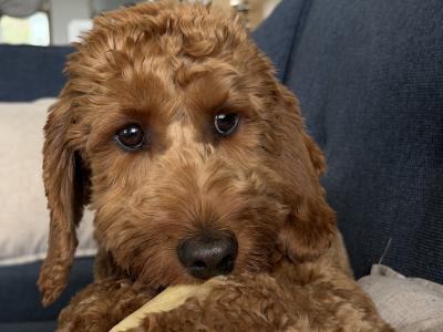 Beautiful 1 year and 8 month old male Cockapoo in Galway is seeking an active, loving home