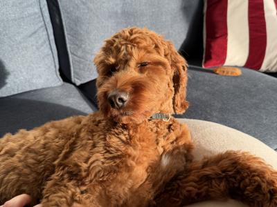 Beautiful 1 year and 8 month old male Cockapoo in Galway is seeking an active, loving home