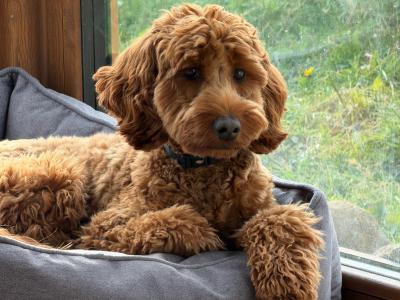 Beautiful 1 year and 8 month old male Cockapoo in Galway is seeking an active, loving home