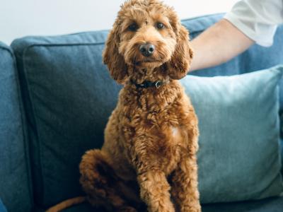 Beautiful 1 year and 8 month old male Cockapoo in Galway is seeking an active, loving home