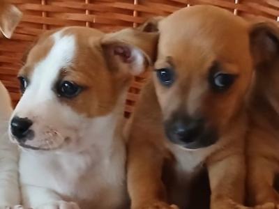Jack Russell puppies for sale in Cork