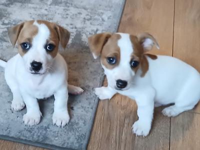 Jack Russell puppies for sale in Cork
