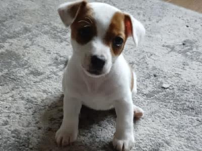 Jack Russell puppies for sale in Cork
