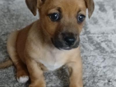 Jack Russell puppies for sale in Cork
