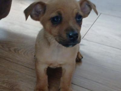 Jack Russell puppies for sale in Cork