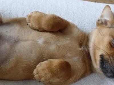 Jack Russell puppies for sale in Cork