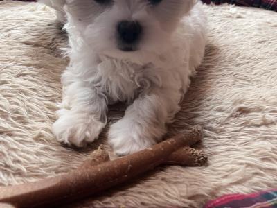 Shih Tzu x Bichon Frise puppies in Sligo