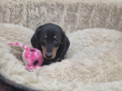 Miniature male Dachshund puppy in Limerick