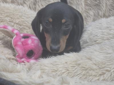 Miniature male Dachshund puppy in Limerick