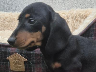 Miniature male Dachshund puppy in Limerick
