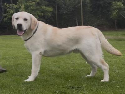 Quality Pedigree IKC Registered male Labrador puppy 9 months old in Armagh