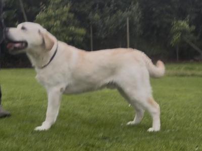Quality Pedigree IKC Registered male Labrador puppy 9 months old in Armagh