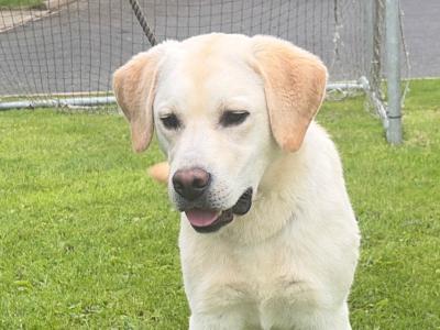 Quality Pedigree IKC Registered male Labrador puppy 9 months old in Armagh