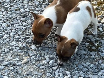 Miniature Jack Russell puppies in Limerick