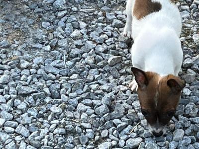 Miniature Jack Russell puppies in Limerick