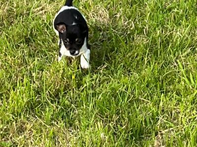 Miniature Jack Russell puppies in Limerick