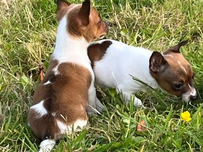 Miniature Jack Russell puppies in Limerick