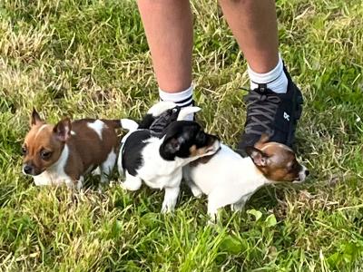 Miniature Jack Russell puppies in Limerick