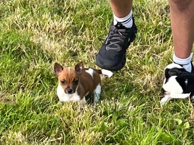 Miniature Jack Russell puppies in Limerick