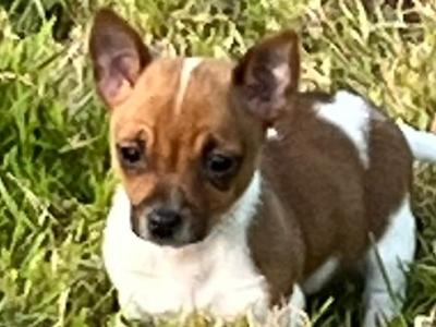 Miniature Jack Russell puppies in Limerick