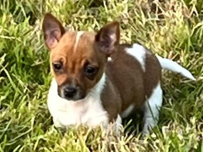 Miniature Jack Russell only one male left in Limerick
