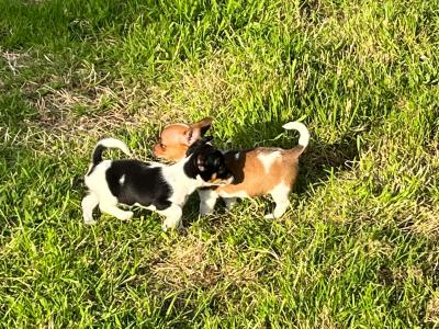 Miniature Jack Russell puppies in Limerick