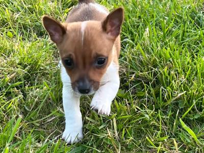 Miniature Jack Russell puppies in Limerick