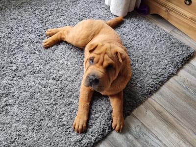 Female Shar Pei puppy for sale in Meath
