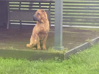Female Shar Pei puppy for sale in Meath