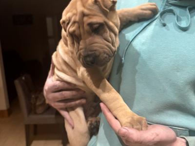 Female Shar Pei puppy for sale in Meath